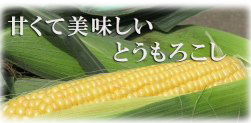 茨城県小美玉市柴高でとうもろこしを生産している木名瀬氏。