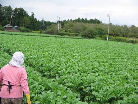 茨城県産の葉付き大根畑です