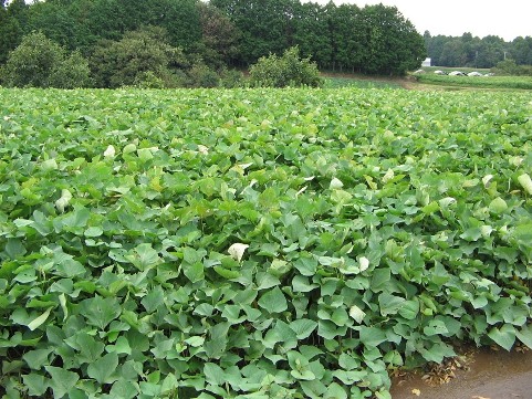 甘くて美味しい茨城県産の甘藷畑です