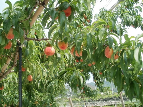 山梨県産の桃畑です
