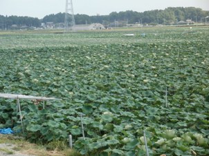 茨城県産のれんこん畑です