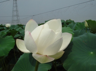 茨城県産のれんこん畑です